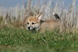 CORGI PEMBROKE 1150